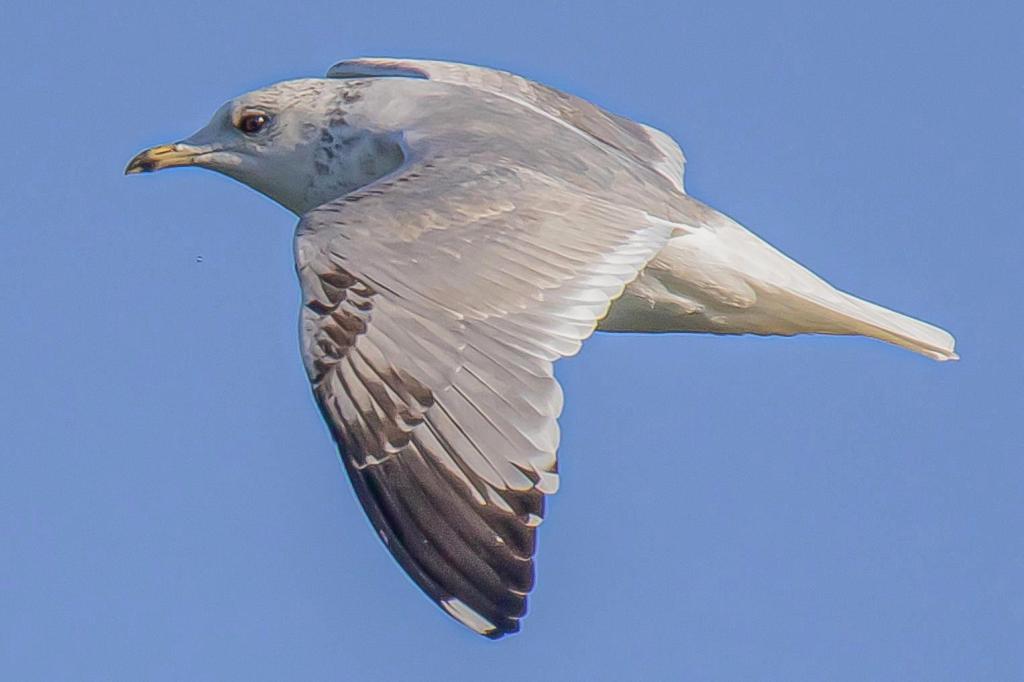 Le Goéland cendré russe Larus canus heinei,
une sous-espèce récemment documentée en
France et à prospecter en région lyonnaise / The Russian Common Gull Larus canus heinei, a subspecies recently documented in France and to be surveyed in the Lyon region – France