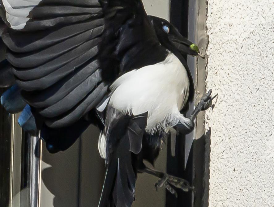 Note au sujet de la consommation d’un mastic d’étanchéité par une Pie bavarde Pica pica. / Note regarding the consumption of a sealant by a Magpie (Pica pica).