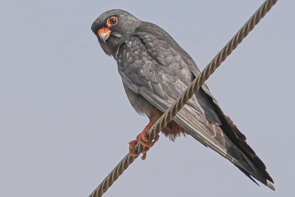 Un couple de Faucons kobez nicheur à Genas en juin 2023 Loïc LE COMTE (résumé article Ornithos 30-5) / A pair of Red-footed Falcons nesting in Genas – Ornithos Summary 30-5