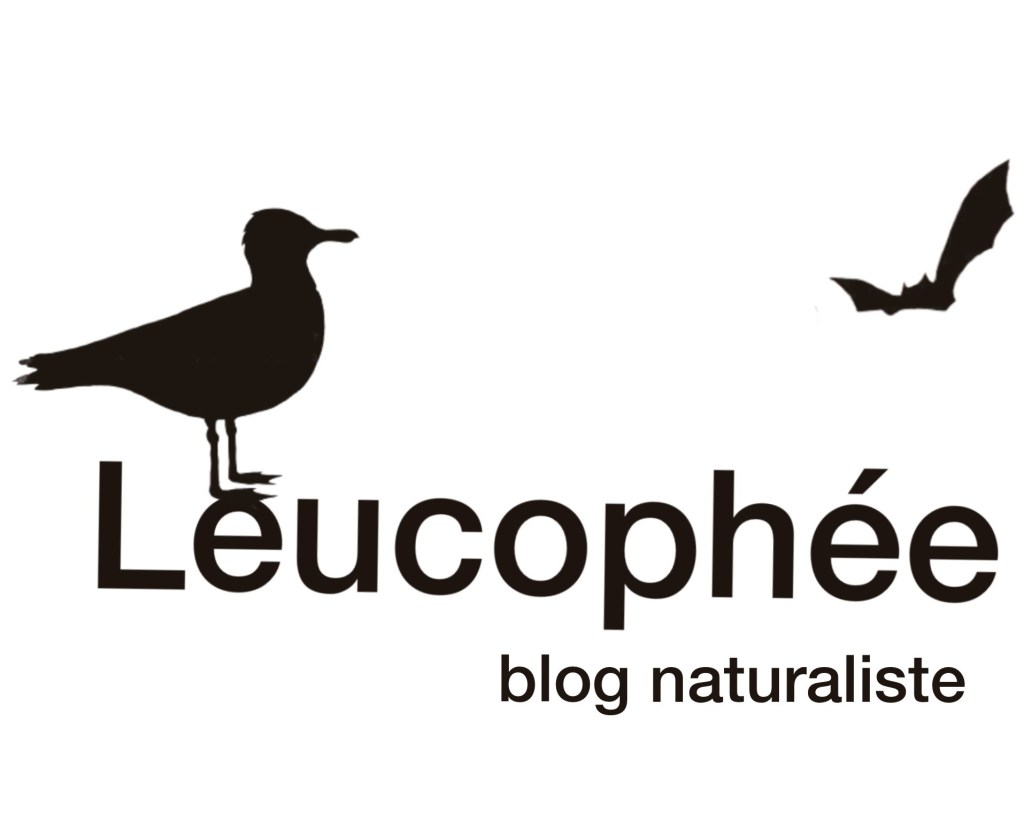 Premier cas de nidification du Faucon kobez Falco vespertinus dans le Rhône en 2023 / First nesting of the Red-footed Falcon Falco vespertinus in the Rhône region in 2023