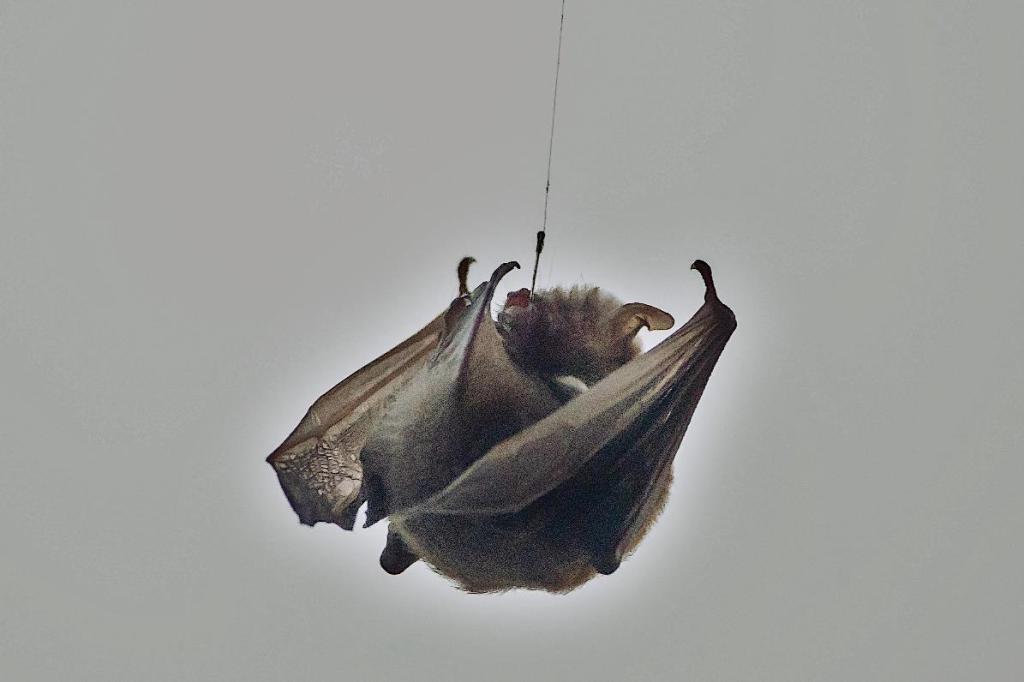 Danger représenté pour les chiroptères par les lignes de 
pêche. Exemple du sauvetage d’un Murin de Daubenton  Myotis daubentonii au canal de Jonage, Meyzieu (69) / The Danger Fishing Lines Pose to Bats. An Example of the Rescue of a Daubenton’s Bat (Myotis daubentonii) at the Jonage Canal in Meyzieu (Rhône),&nbsp;France.