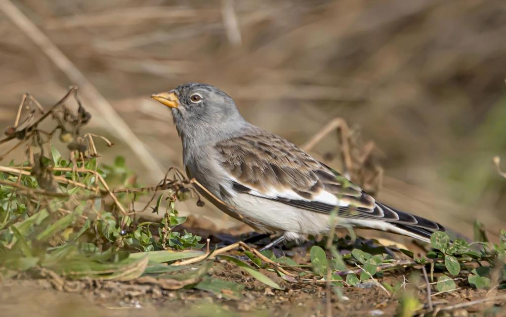 Une Niverolle alpine  Montifringilla nivalis à Couzon-auMont-d&rsquo;Or ! Premier stationnement documenté et seconde donnée locale d&rsquo;une espèce rarement notée à basse altitude / An Alpine Snowfinch (Montifringilla nivalis) in Couzon-au-Mont-d&rsquo;Or! This is the first documented sighting and the second local record of a species rarely observed at low&nbsp;elevations.