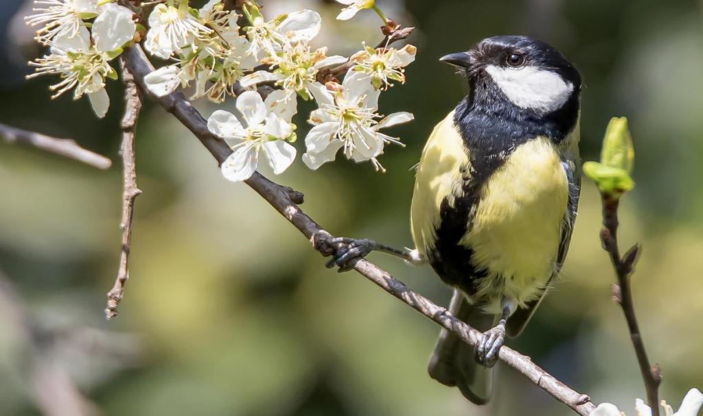 La question de la trépanation &laquo;&nbsp;gourmande&nbsp;&raquo; chez la Mésange charbonnière Parus major et plus généralement celle de la mise à mort de passereaux et de chiroptères par cette espèce / The issue of “gluttonous” trepanation in the Great Tit (Parus major) and, more generally, that of the killing of passerines and bats by this&nbsp;species