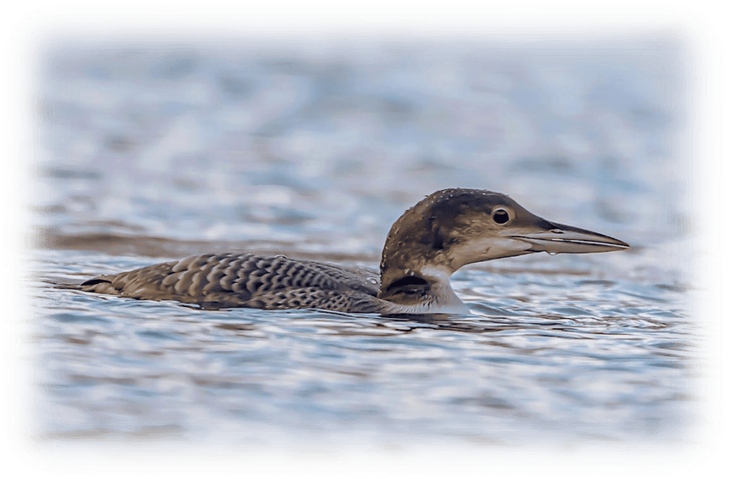 Les plongeons Gavia sp. observés de 1989-90 à 2024-25 dans la Métropole de Lyon et le département du Rhône / Loons (Gavia sp.) observed from 1989–90 to 2024–25 in the Lyon metropolitan area and the Rhône&nbsp;department