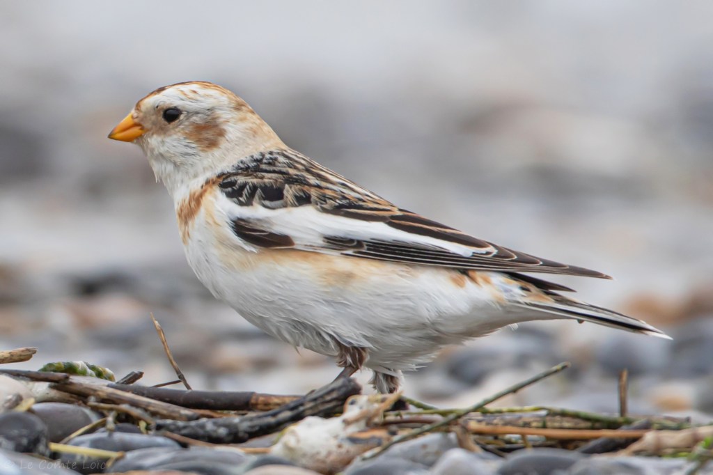 Un Bruant ou Plectrophane des neiges Plectrophenax nivalis au Grand Parc de  Miribel-Jonage en novembre 2024, seconde donnée pour la Métropole de&nbsp;Lyon