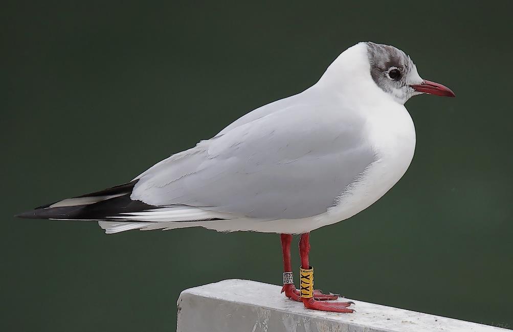 Synthèse des contrôles de bagues de Mouettes rieuses Chroicocephalus ridibundus, effectués à la Métropole de Lyon durant la période hivernale&nbsp;2021/22